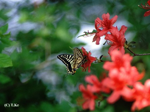 Chinese Yellow Swallowtail