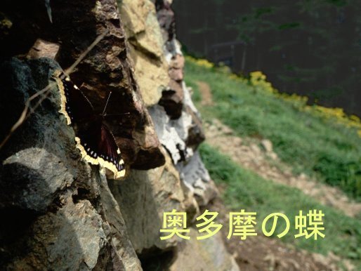 Butterfly of Okutama, Japan header image