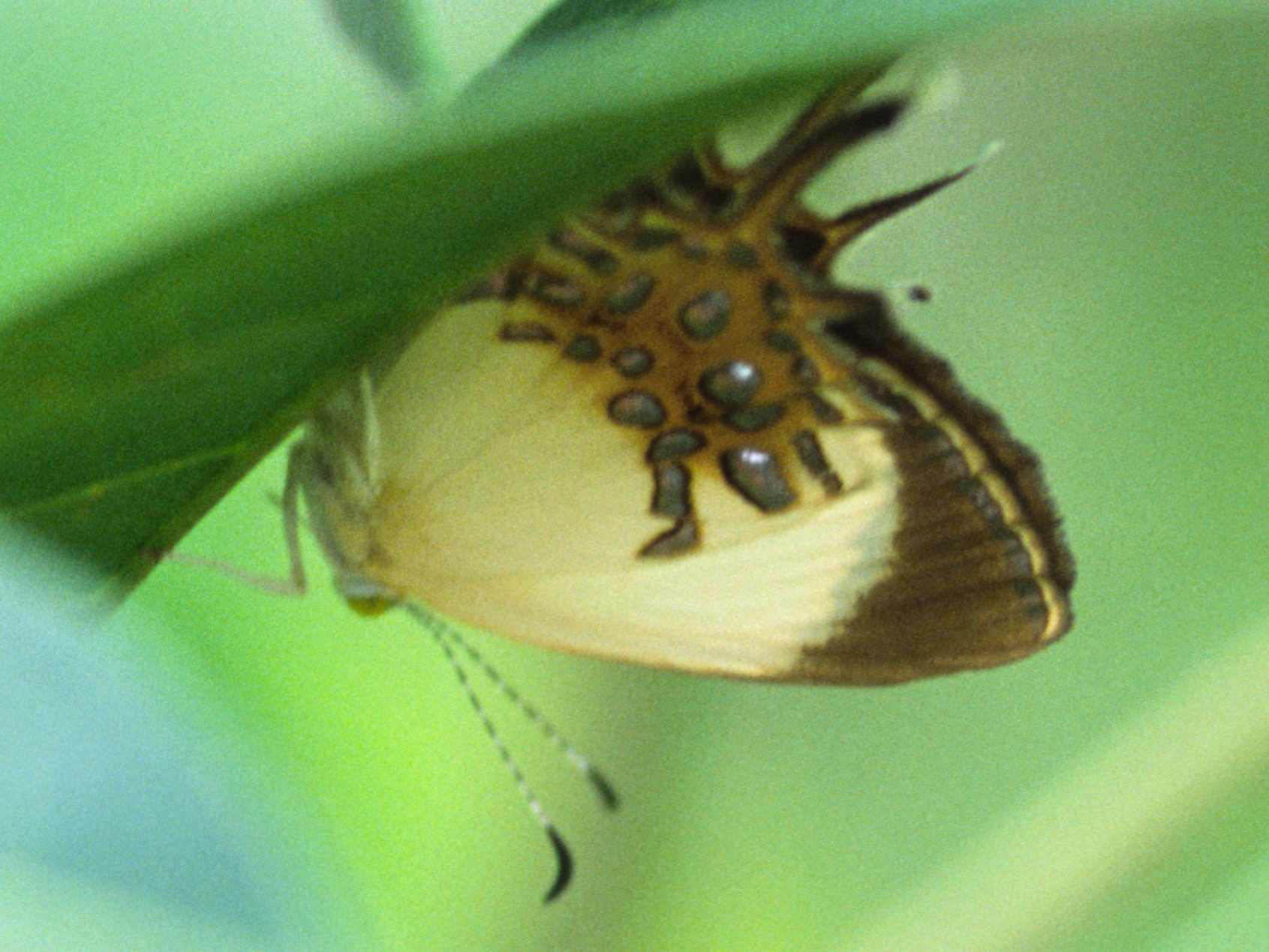 World Butterfly Tree of Life (wbfyToL) : 世界の蝶系統樹