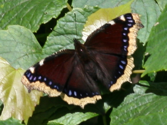 蝶の樹　Butterfly Tree #004 蝶の樹 Butterfly Tree #004 （出版物 of 20230901jbcs2023a）
