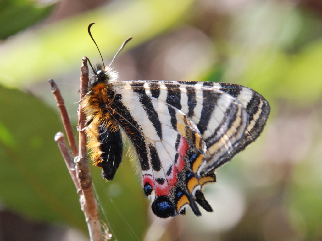 オナガギフチョウ（オス、中国陜西省） オナガギフチョウ（オス、中国