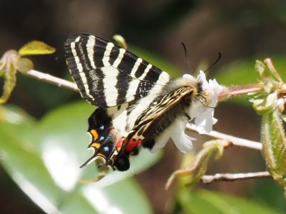 東京都八王子市産　ギフチョウ ギフチョウ - Wikipedia