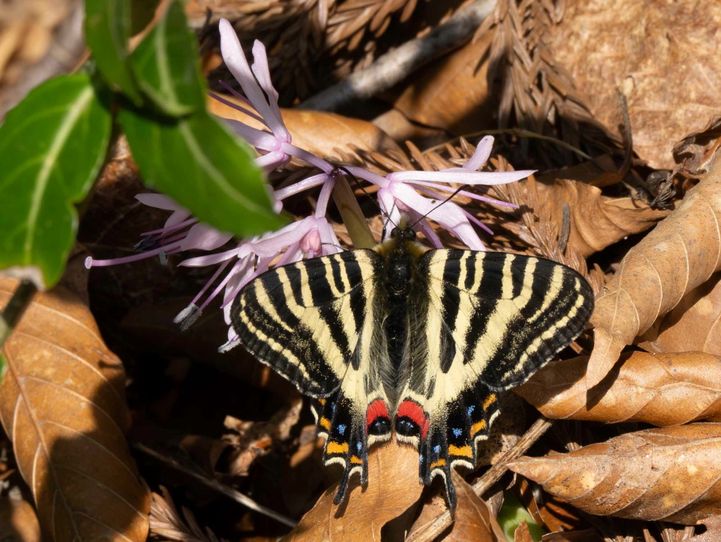 オナガギフチョウ（オス、中国陜西省） オナガギフチョウ（オス、中国