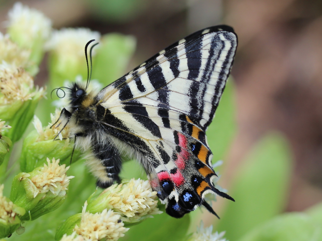 オナガギフチョウ（オス、中国陜西省） オナガギフチョウ（オス、中国陜西省） <0824z蝶標本> 昆虫標本