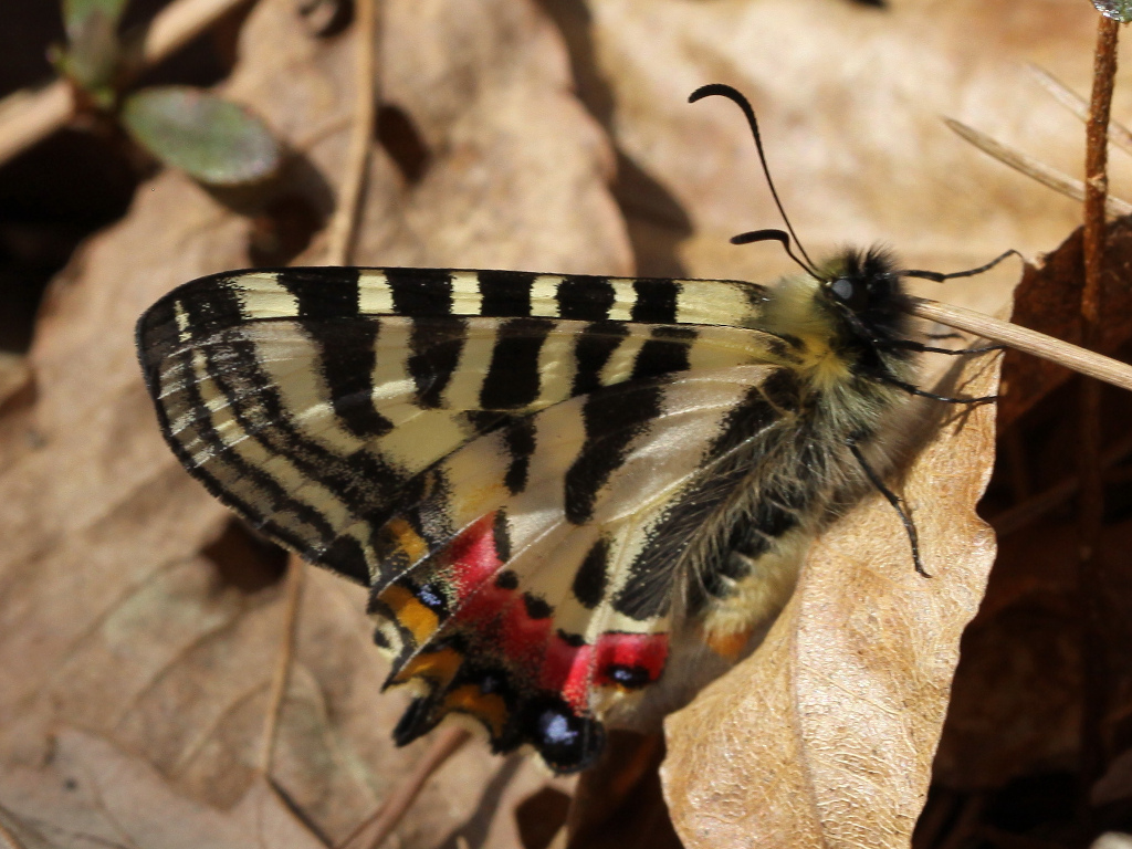 オナガギフチョウ（オス、中国陜西省） オナガギフチョウ（オス、中国