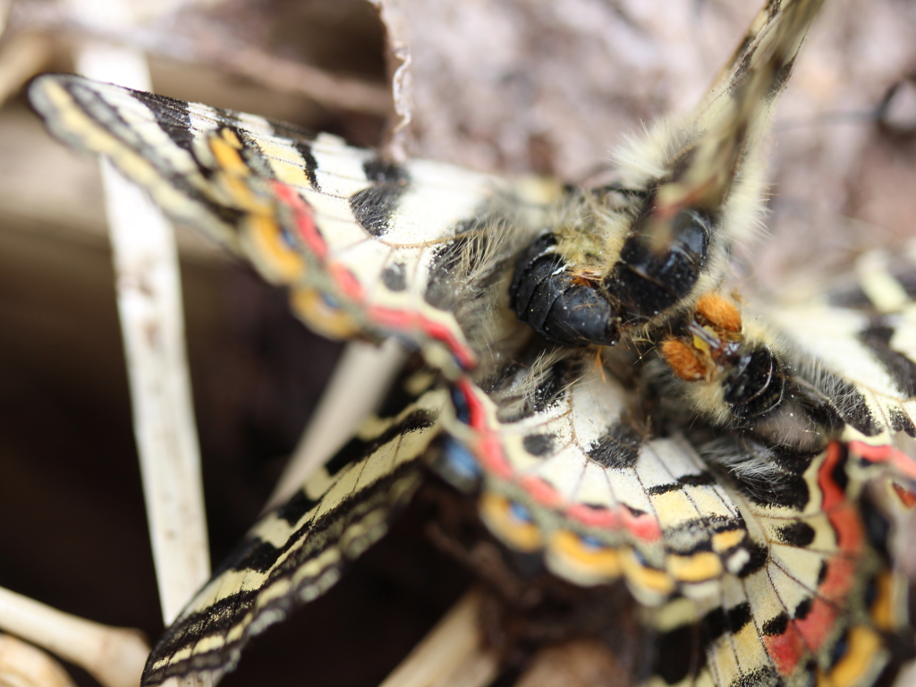 オナガギフチョウ（オス、中国陜西省） onagagifuctg.jpg